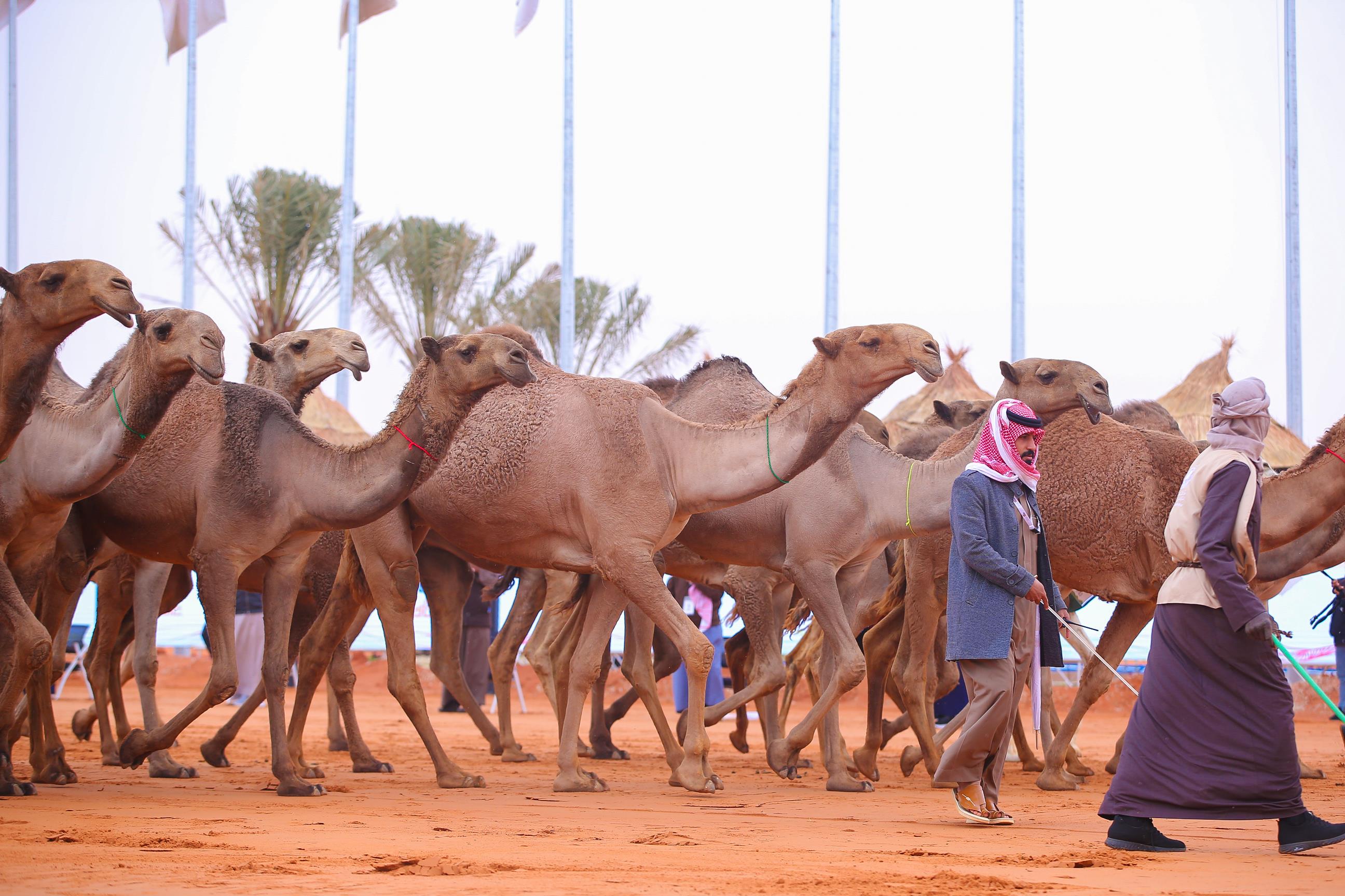 صورة الخبر