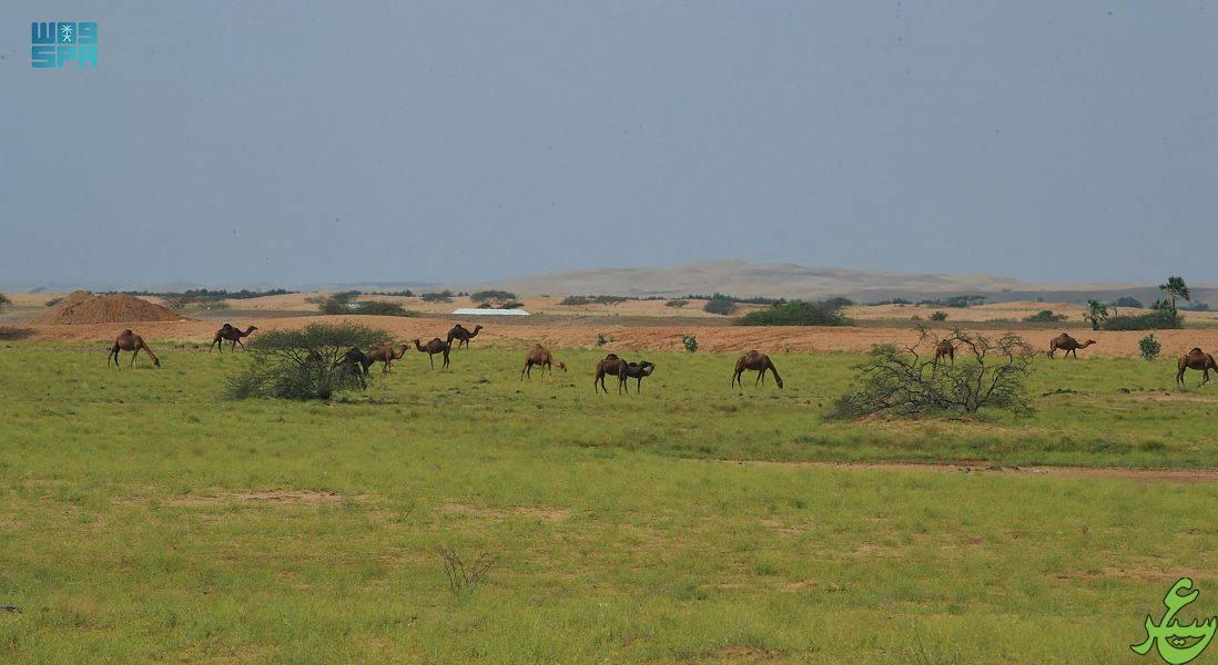 صورة الخبر