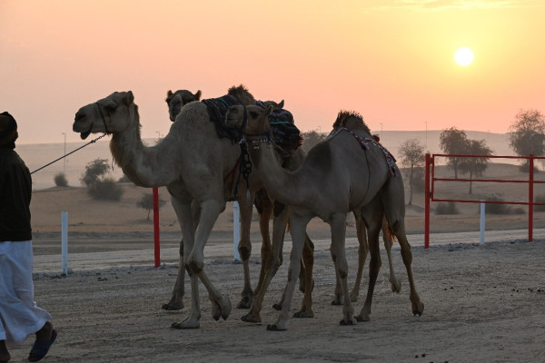 صورة الخبر