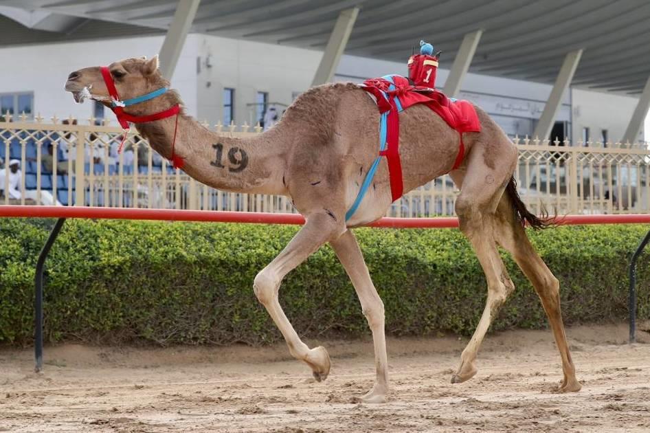 صورة الخبر