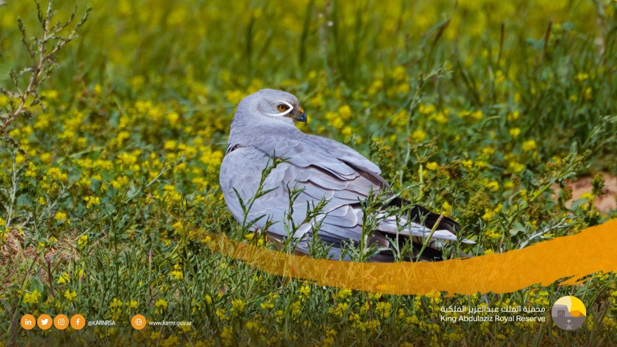 صورة الخبر