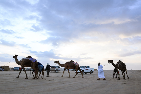 صورة الخبر