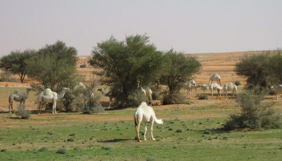 صورة الخبر