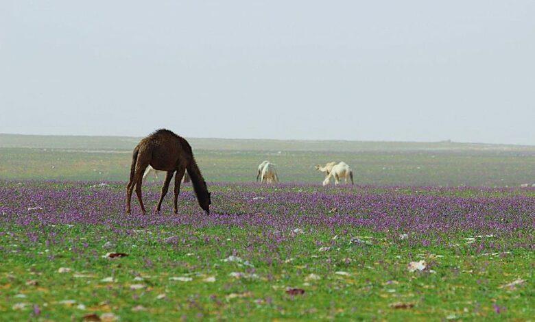 صورة الخبر