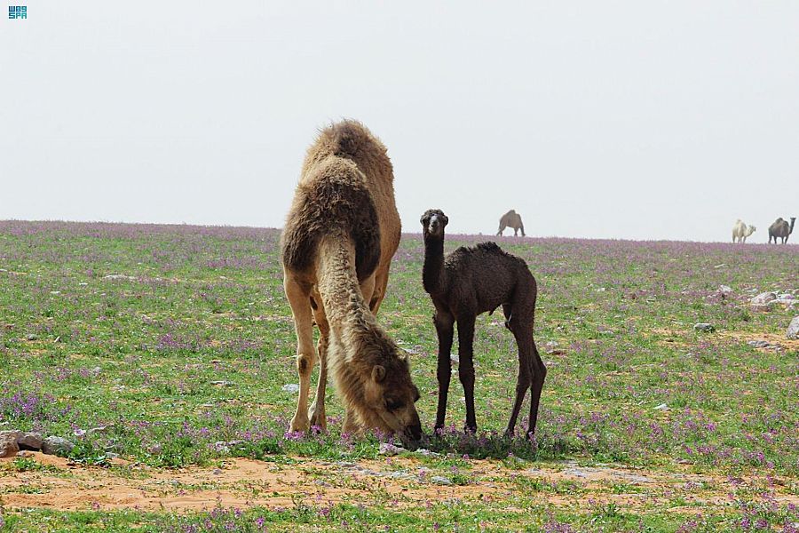 صورة الخبر