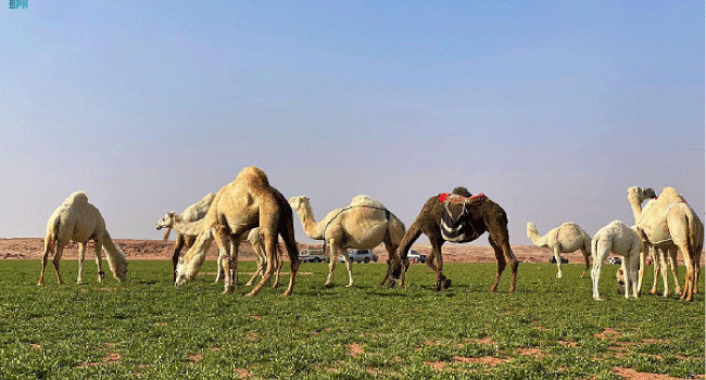 صورة الخبر