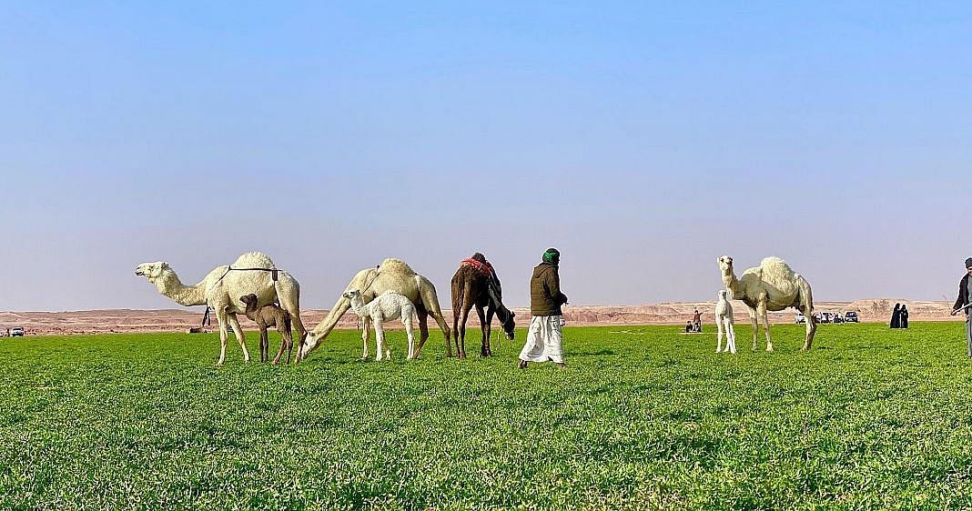 صورة الخبر