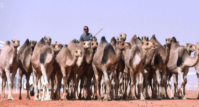 صورة الخبر