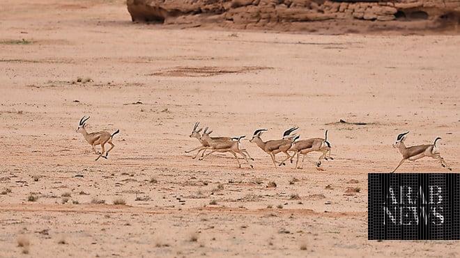 صورة الخبر