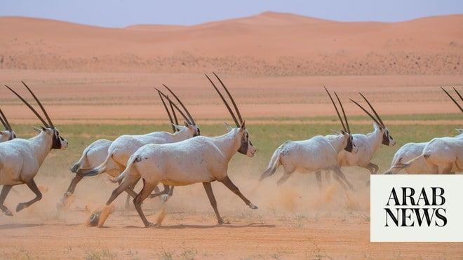 صورة الخبر