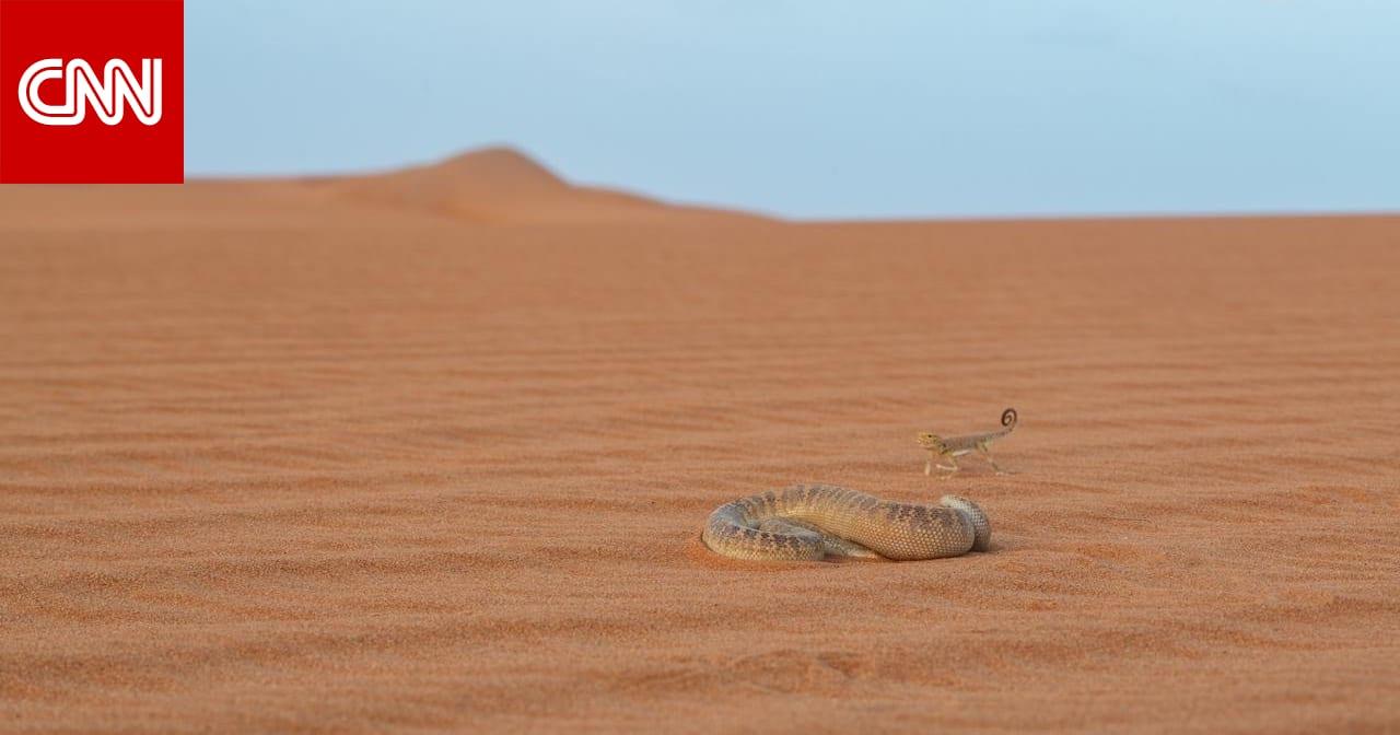 صورة الخبر