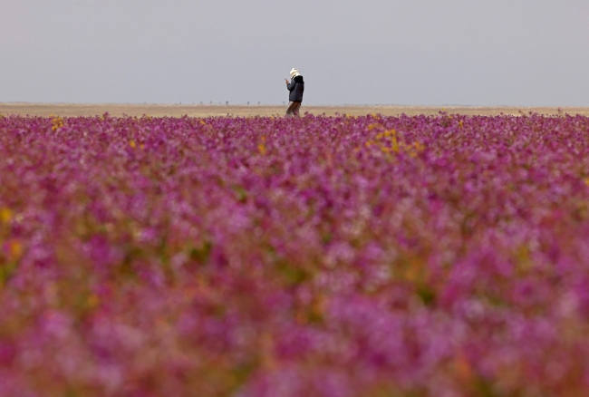 صورة الخبر