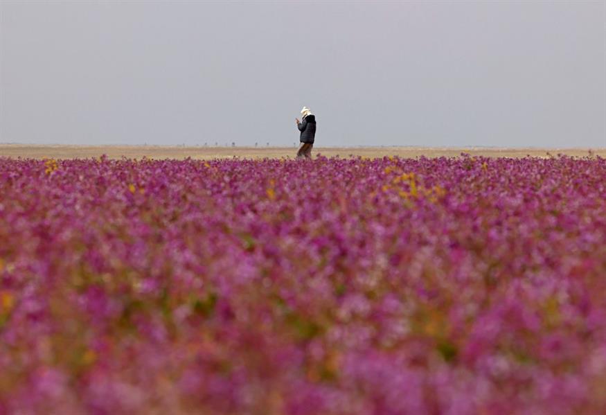 صورة الخبر