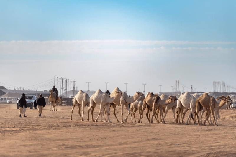 صورة الخبر