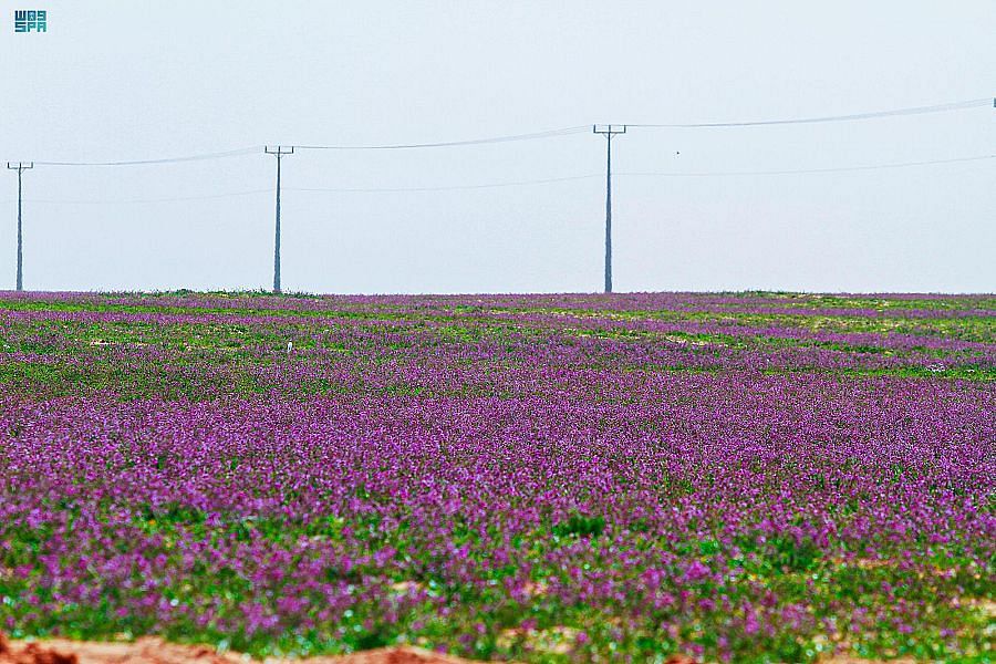 صورة الخبر