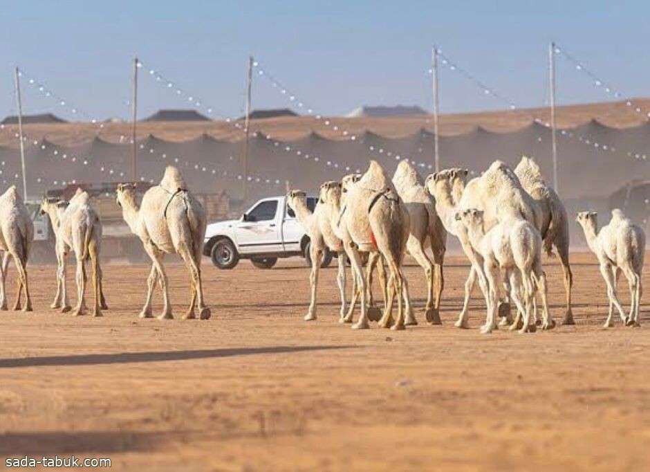 صورة الخبر