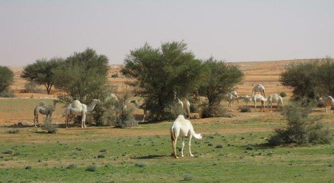 صورة الخبر