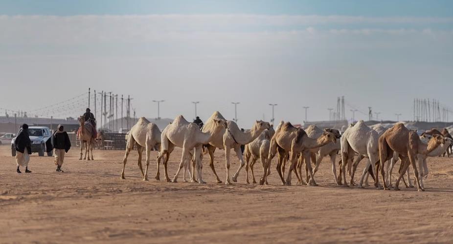 صورة الخبر