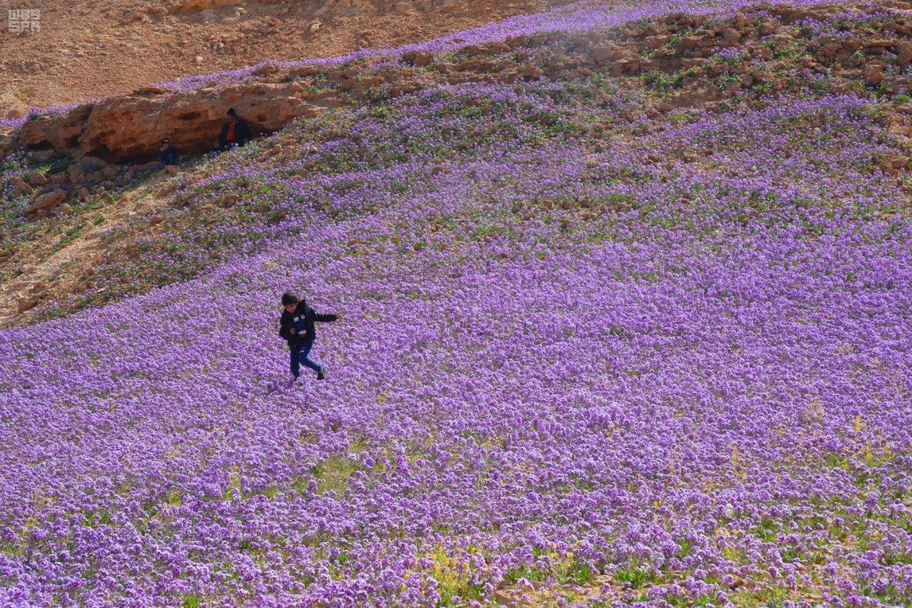 صورة الخبر