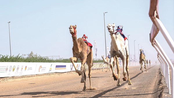 صورة الخبر