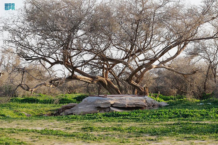 صورة الخبر