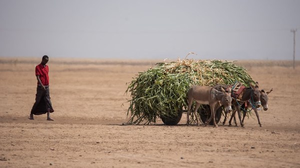 صورة الخبر