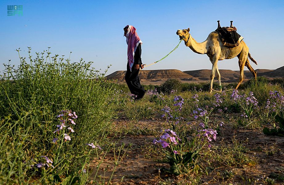 صورة الخبر