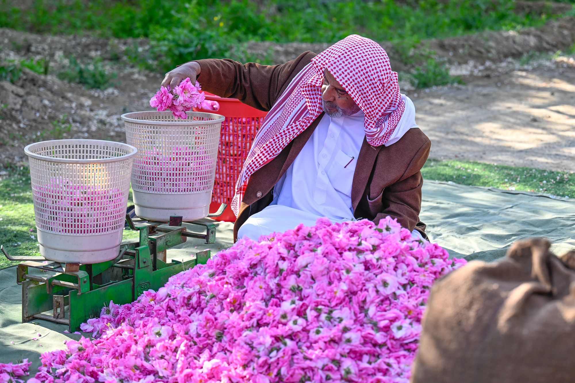 صورة الخبر