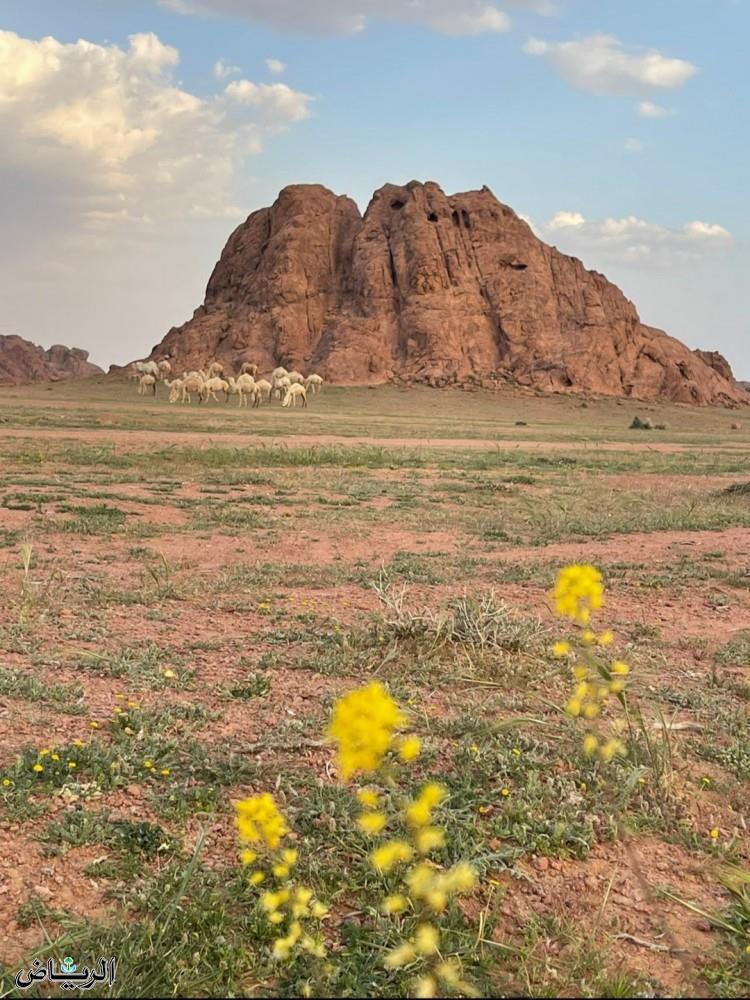 صورة الخبر