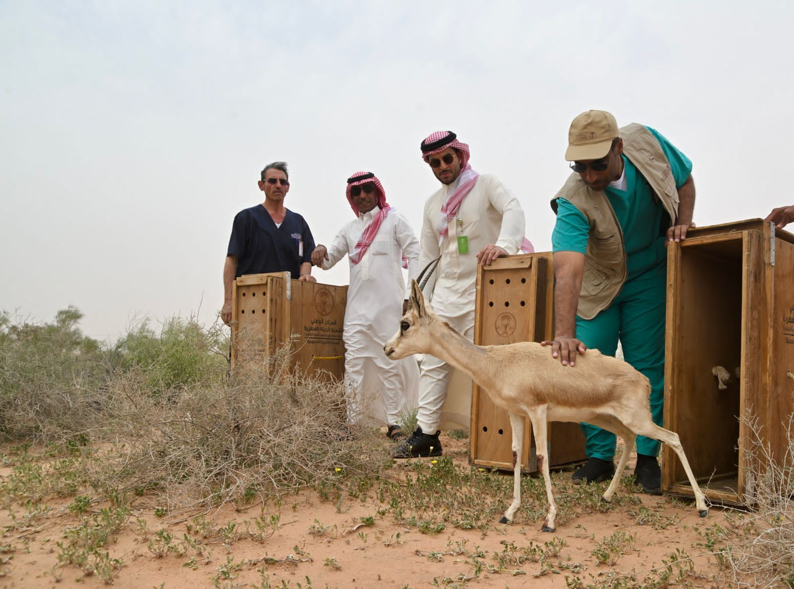 صورة الخبر