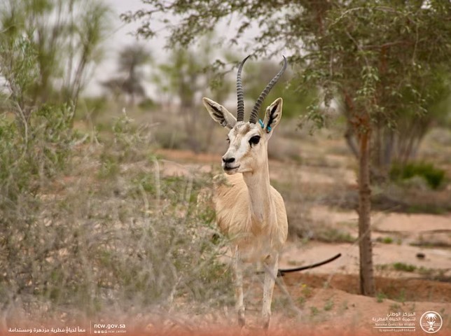 صورة الخبر