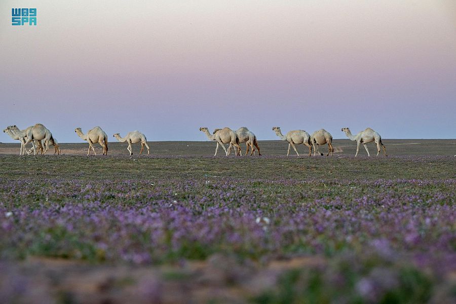 صورة الخبر