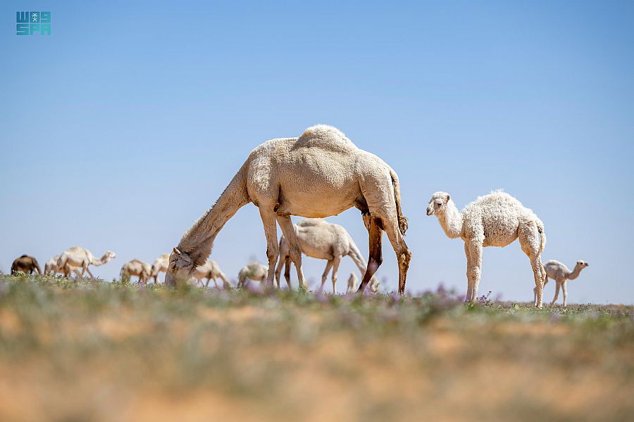 صورة الخبر