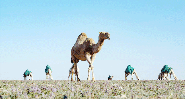 صورة الخبر