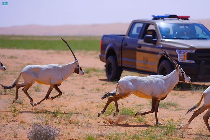 صورة الخبر