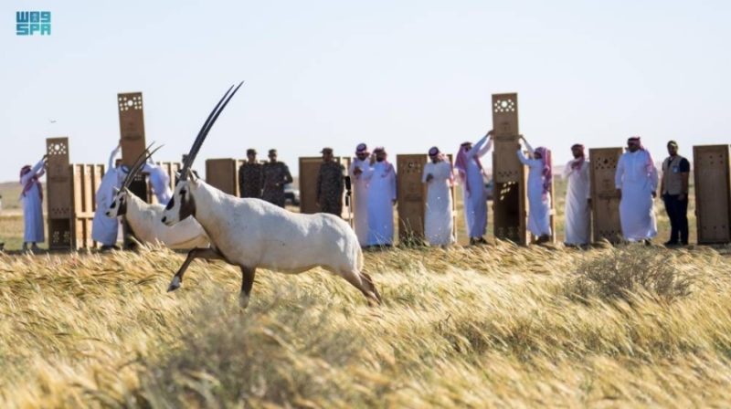 صورة الخبر