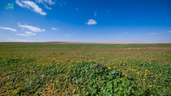 صورة الخبر