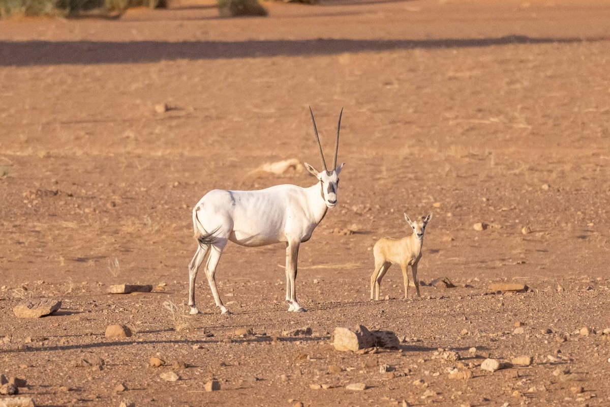 صورة الخبر