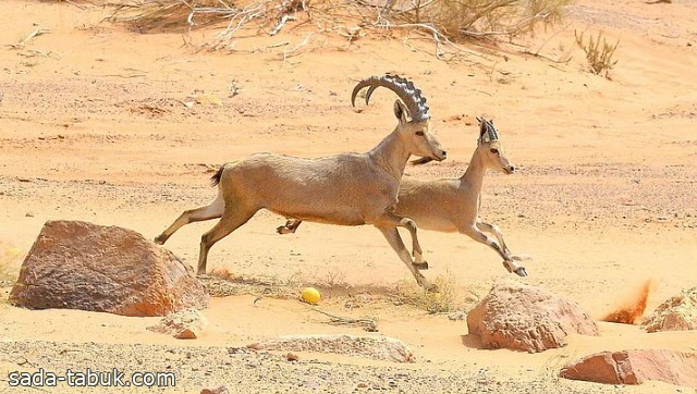 صورة الخبر