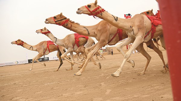 صورة الخبر