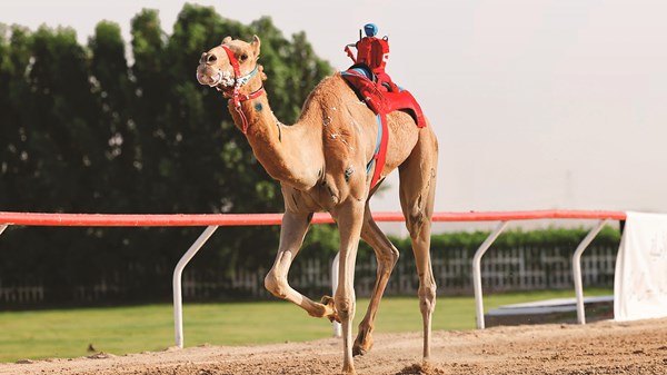 صورة الخبر