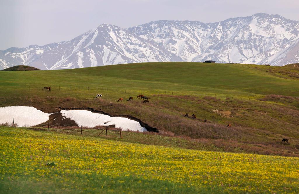 صورة الخبر