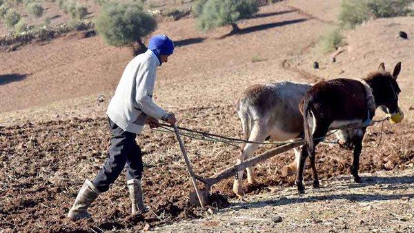 صورة الخبر