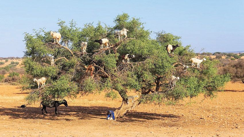 صورة الخبر