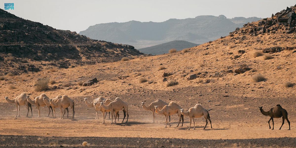 صورة الخبر