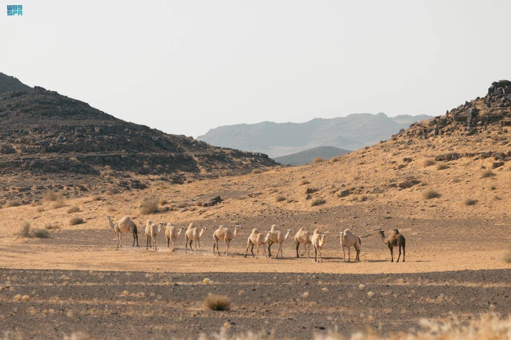 صورة الخبر