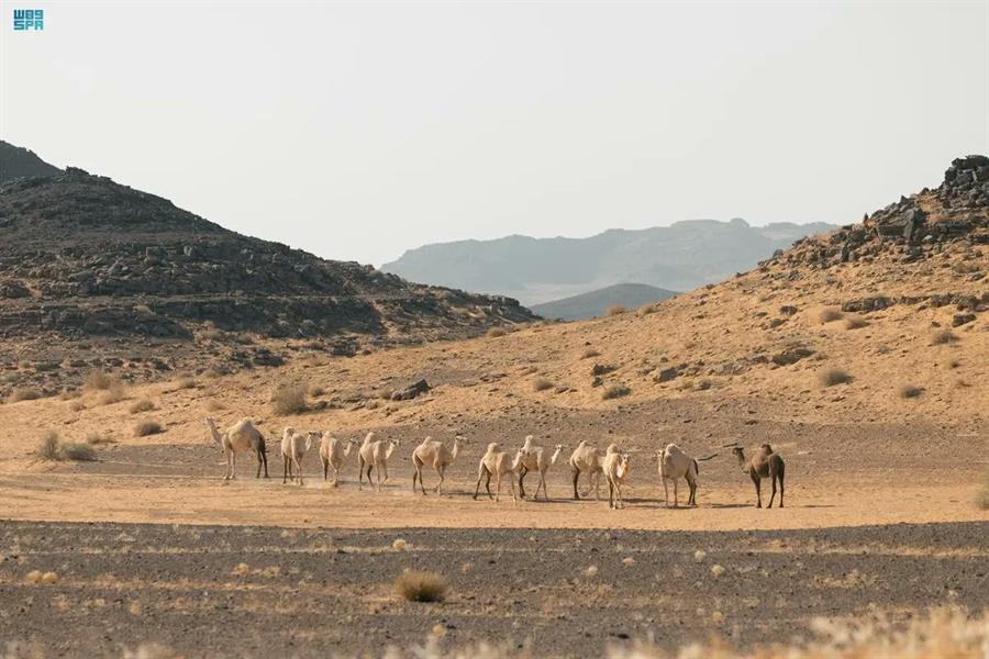 صورة الخبر