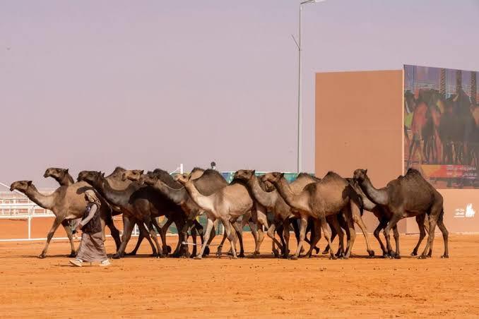 صورة الخبر