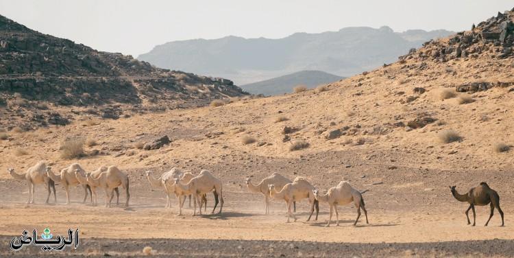 صورة الخبر