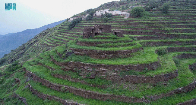 صورة الخبر